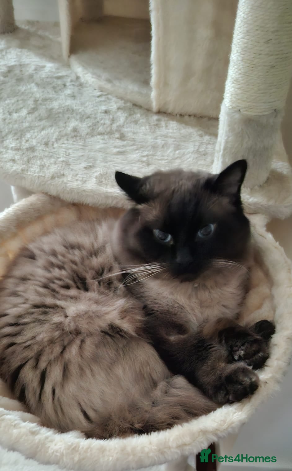 Ragdoll cats for sale: Gentle and loving seal point Ragdoll - Advert 2
