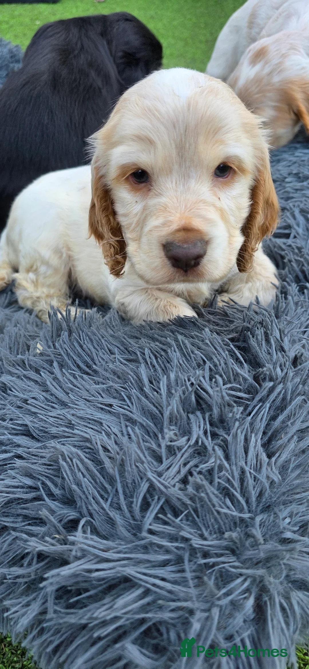 Cocker Spaniel dogs for sale: Show cocker spaniel puppies  - Advert 2