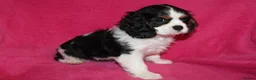 Cavalier King Charles Spaniel dogs for sale: Beautiful Cavalier Kong Charles Spaniel Puppies - Advert 12