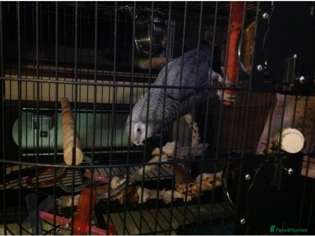 Parrots birds for sale: african grey male - Image 2