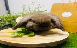 Mini Lop rabbits for sale: Beautiful pure bred Mini Lops  - Image 18