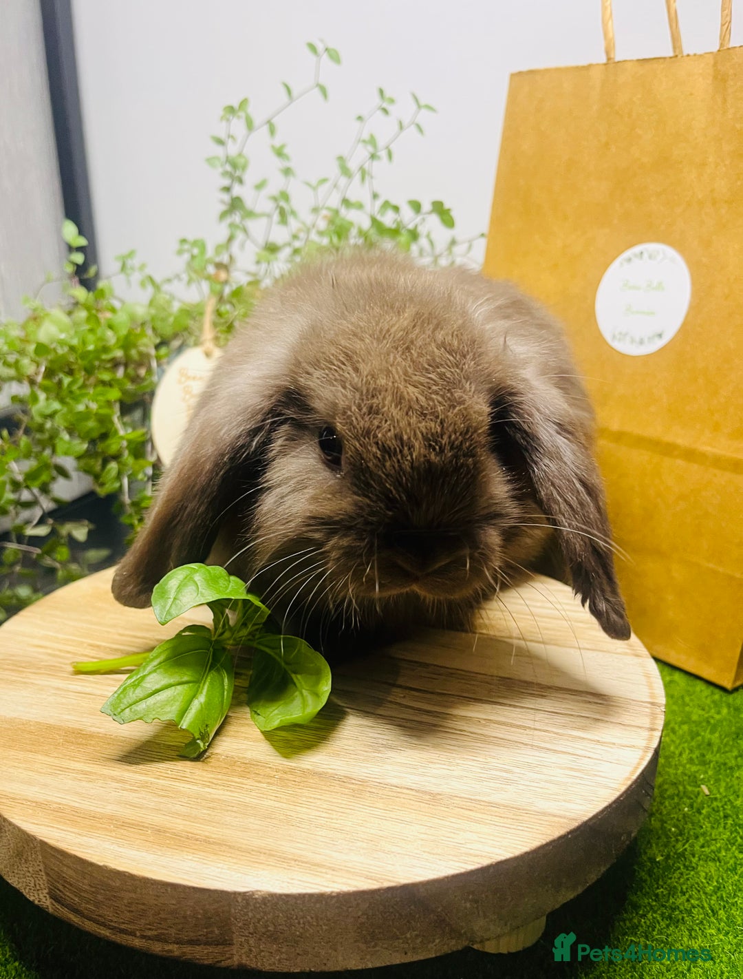 Mini Lop rabbits for sale: Beautiful pure bred Mini Lops  - Image 18