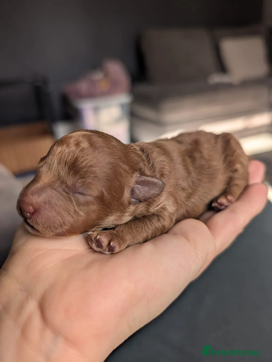 Maltipoo dogs for sale: Home-raised F1b Maltipoo Puppies – Red & Champagne in Rugeley - Advert 1