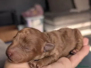 Maltipoo dogs Home-raised F1b Maltipoo Puppies – Red & Champagne - Advert 1