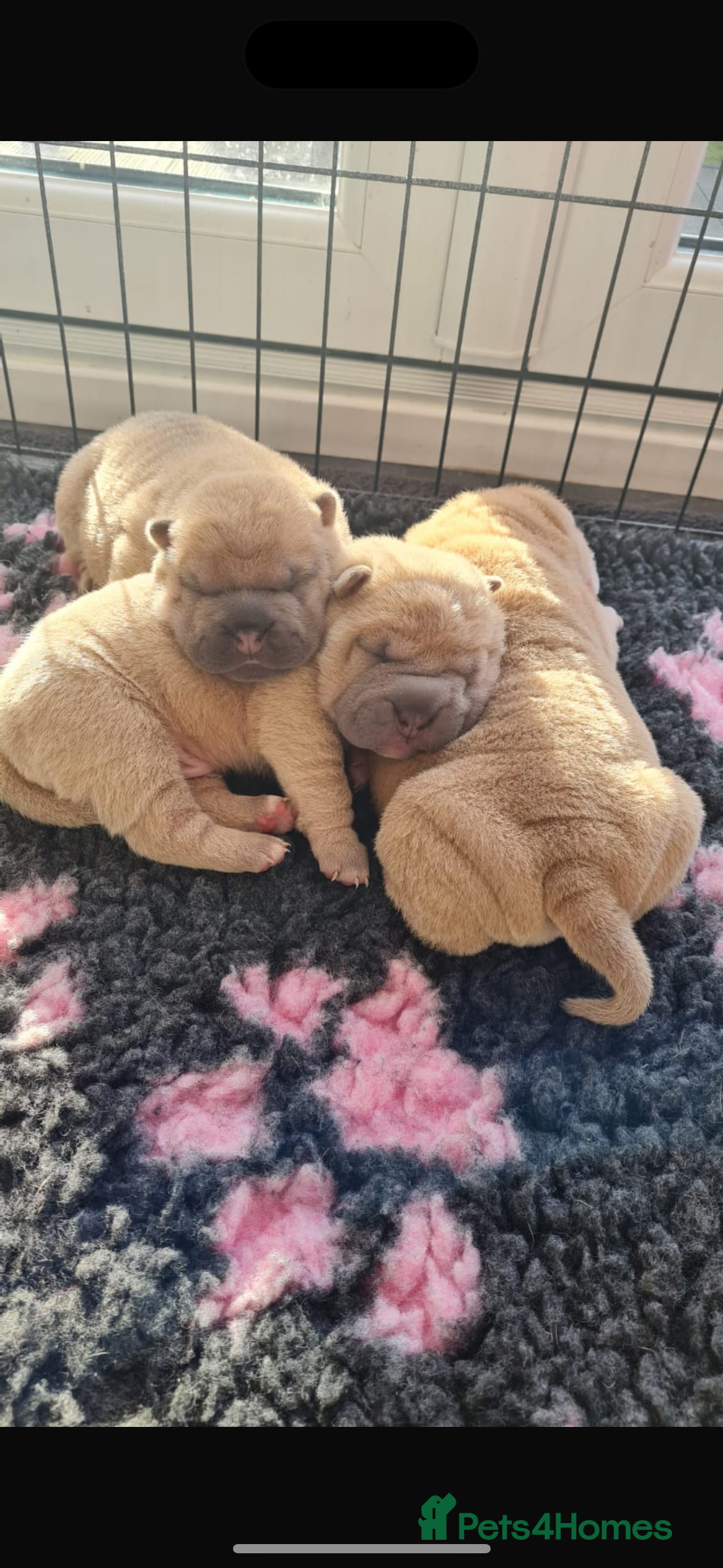 Shar Pei dogs Shar pei puppies  - Advert 1