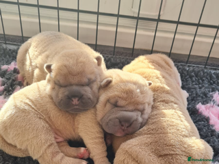 Shar Pei dogs Shar pei puppies - Advert 11