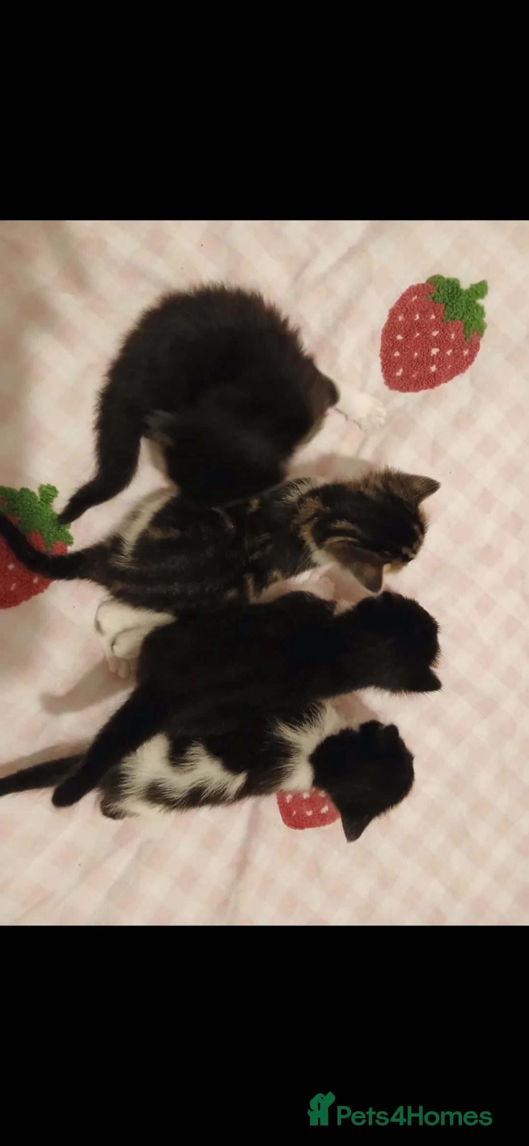 Mixed Breed cats for sale: Litter of 4 kittens in Colchester - Advert 10