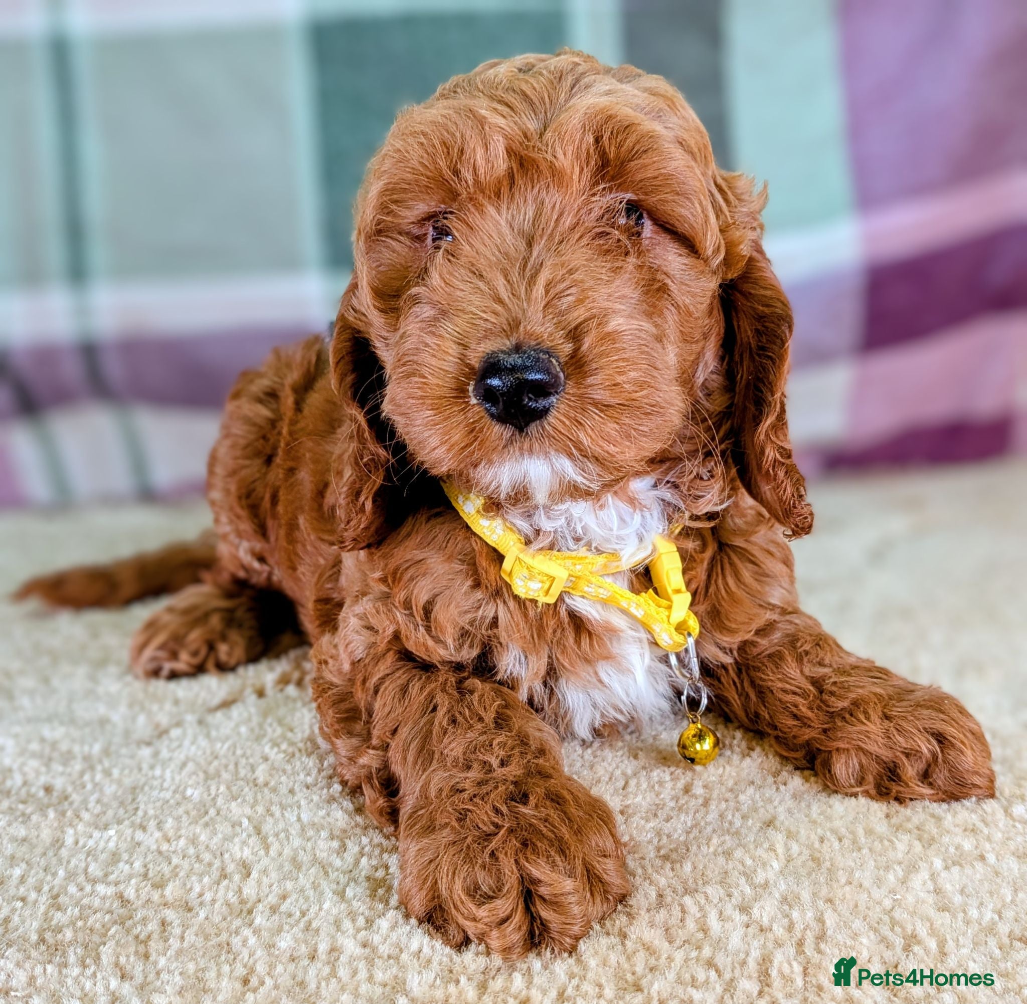 Cockapoo dogs 🐾 Stunning F1b Cockapoo Puppies. - Advert 1