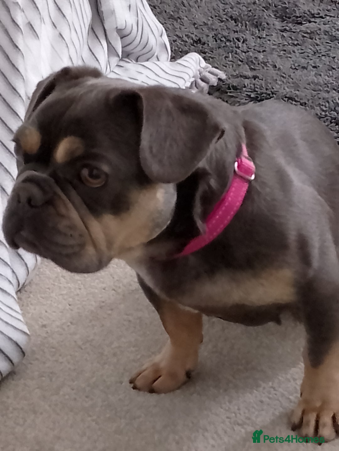 French Bulldog dogs for sale: Female french bulldog  - Image 3