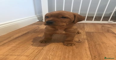 Labrador Retriever dogs - Advert 16