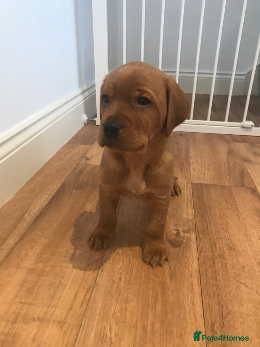 Labrador Retriever dogs for sale: Fox Red Labrador Puppies for sale - Image 3