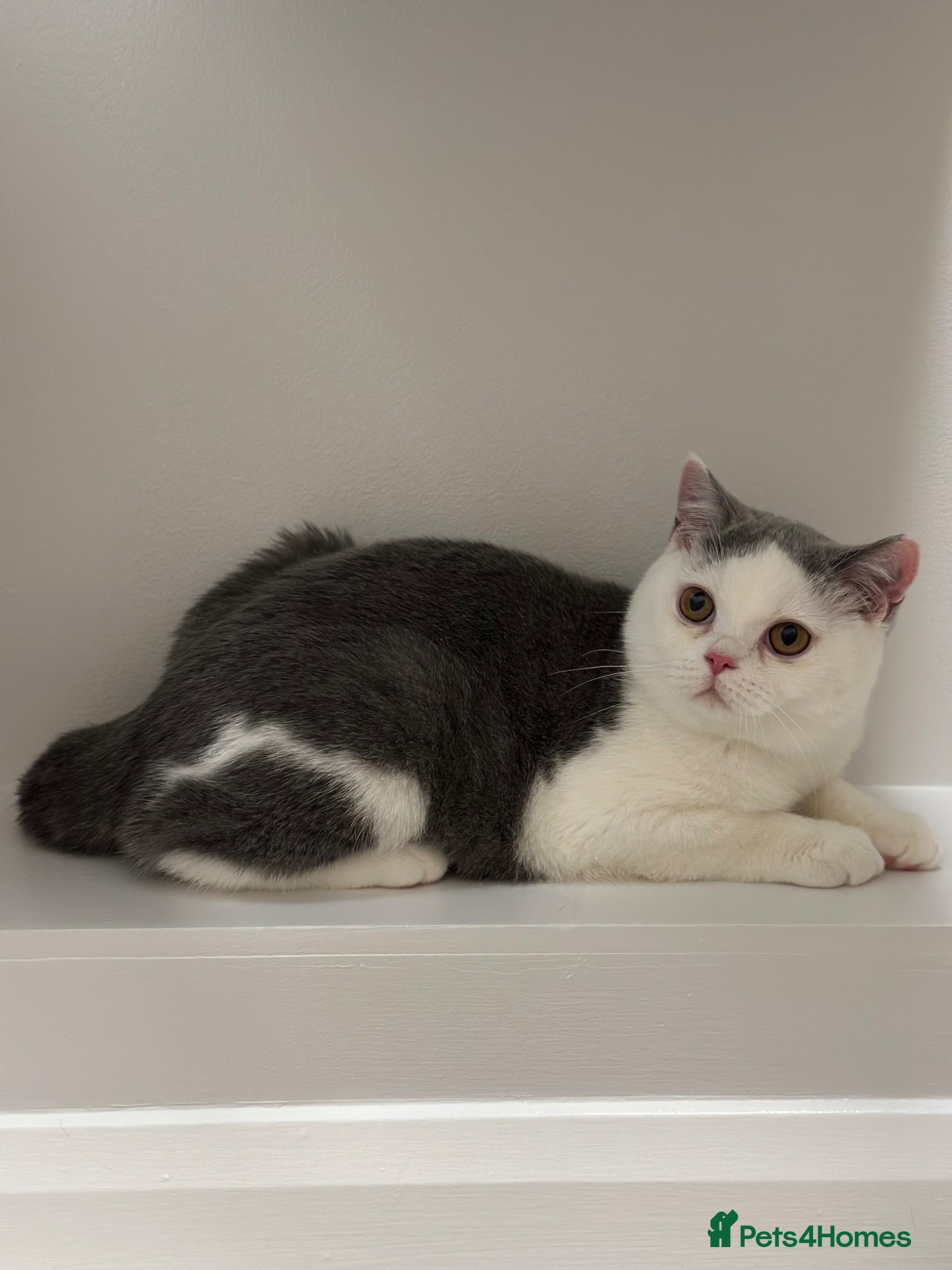 British Shorthair cats British Shorthair Chunky Kittens - Advert 1