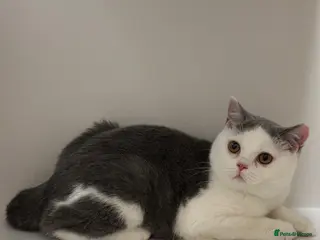 British Shorthair cats British Shorthair Chunky Kittens - Advert 1