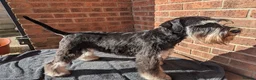Miniature Schnauzer dogs for stud: Fully health tested, KC reg stud - Advert 10
