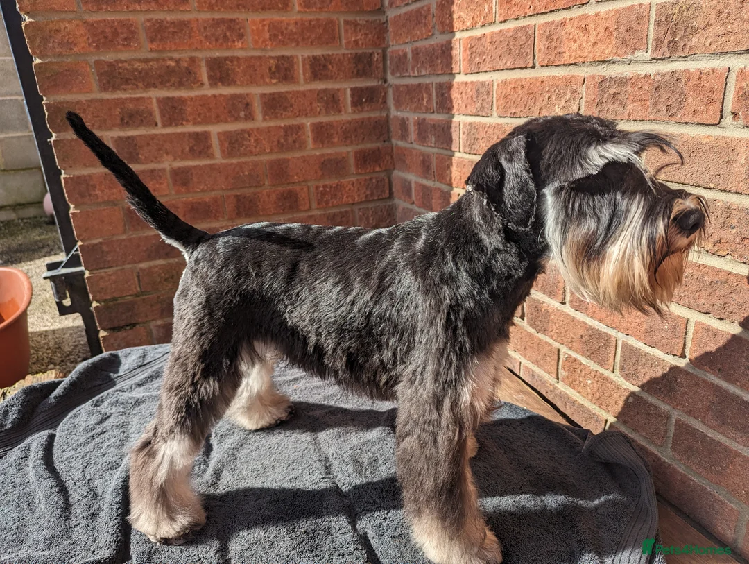 Miniature Schnauzer dogs for stud: Fully health tested, KC reg stud - Advert 10