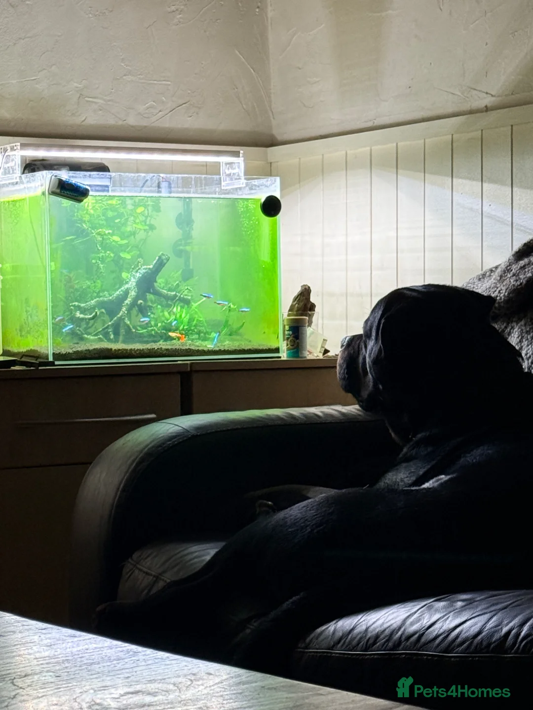 Rottweiler dogs for stud: For stud  in Bolton - Advert 2