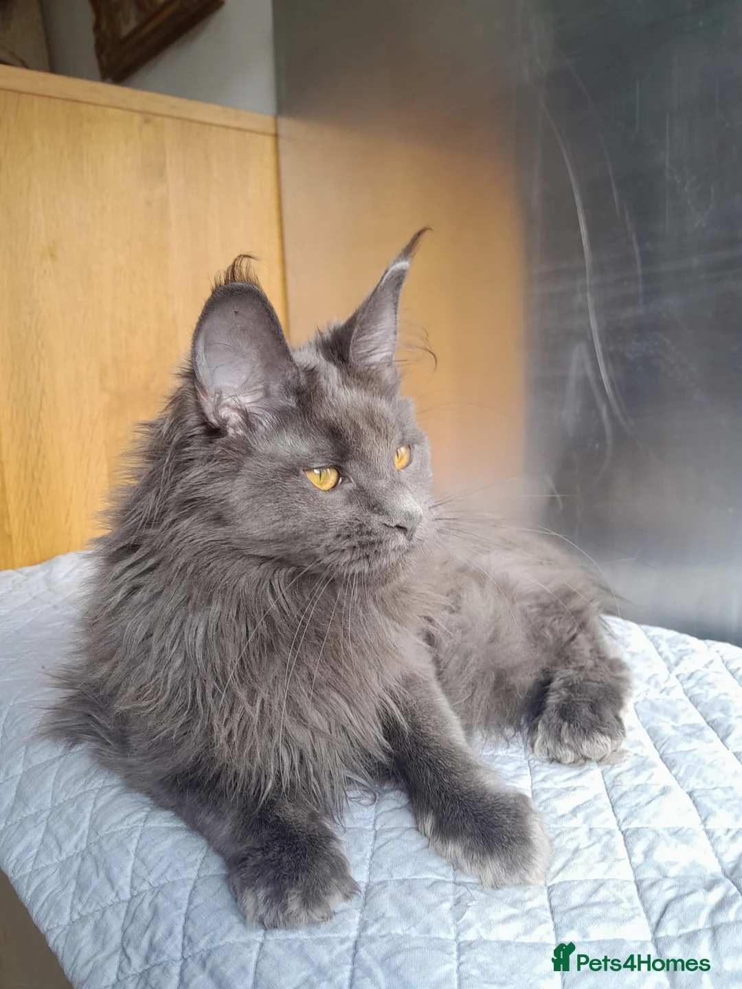 Maine Coon cats for sale: 2 solid blue&solid white Maine coon girls TICA - Advert 1