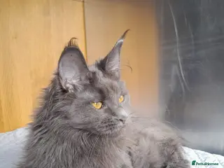 Maine Coon cats 2 solid blue&solid white Maine coon girls TICA - Advert 4