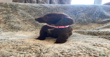 Cocker Spaniel dogs - Advert 4