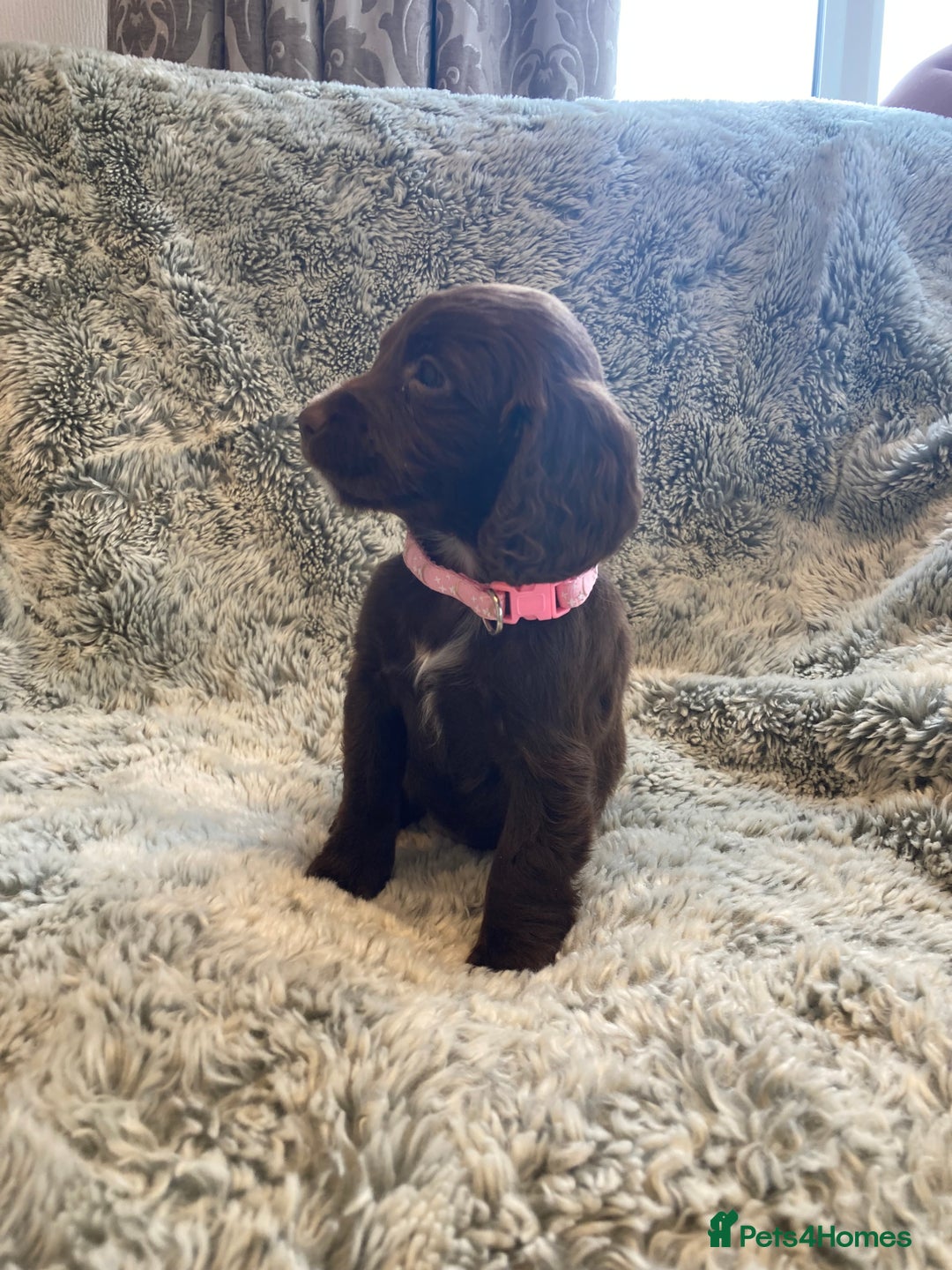Cocker Spaniel dogs for sale: Beautiful cocker spaniel puppies  - Image 2