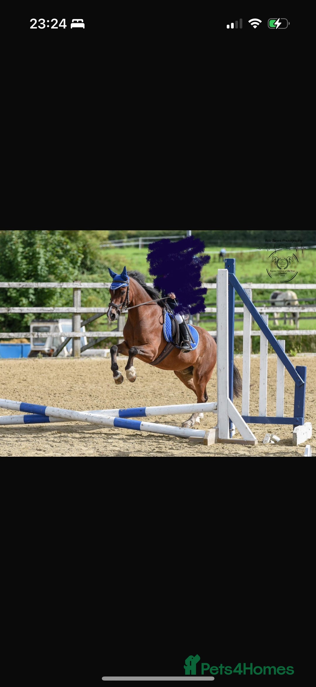 Welsh Section B horses for sale: Welsh part bred lead rein / confident first ridden - Advert 5