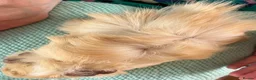 Guinea Pig rodents for sale: Beautiful, healthy, friendly brother guinea pigs - Advert 14