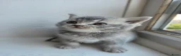 British Shorthair cats for sale: British Shorthair kittens - Advert 9