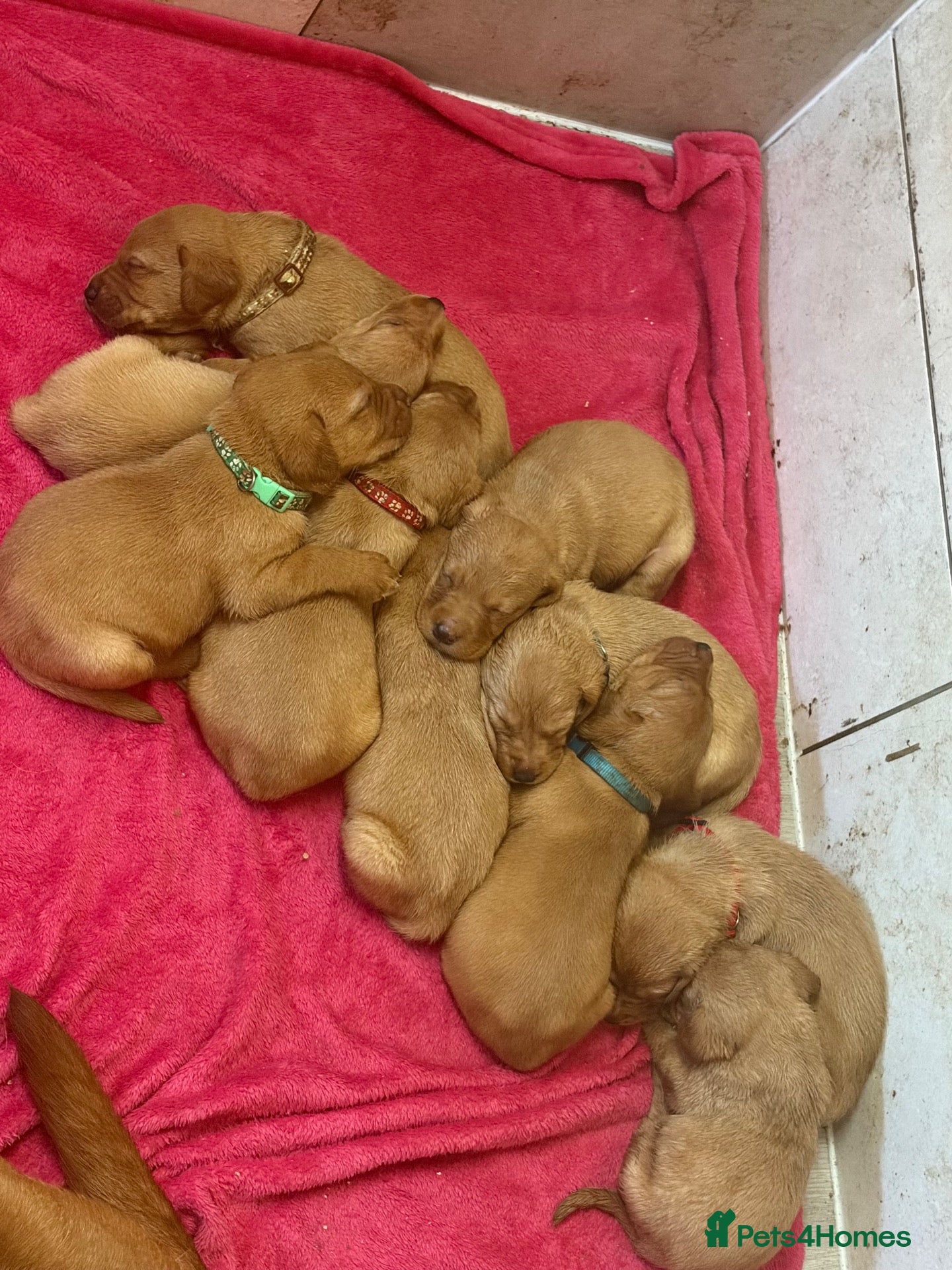 Labrador Retriever dogs Beautiful Litter of Fox Red Labrador Puppies 🦊 🐶 - Advert 2