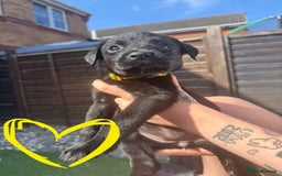 Mixed Breed dogs for sale: Last little girl! Reduced! - Image 8