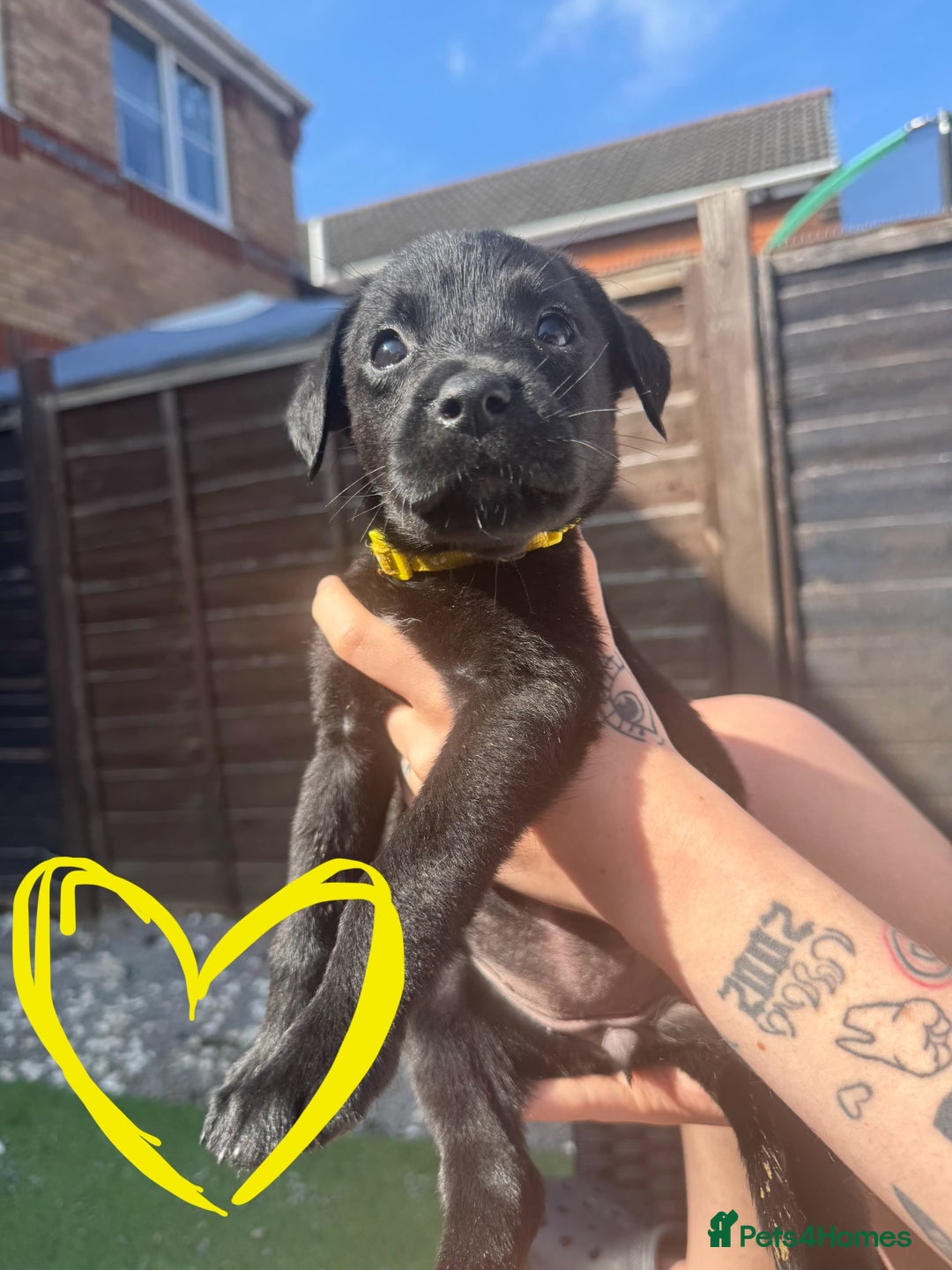 Mixed Breed dogs for sale: Last little girl! Reduced! - Image 8
