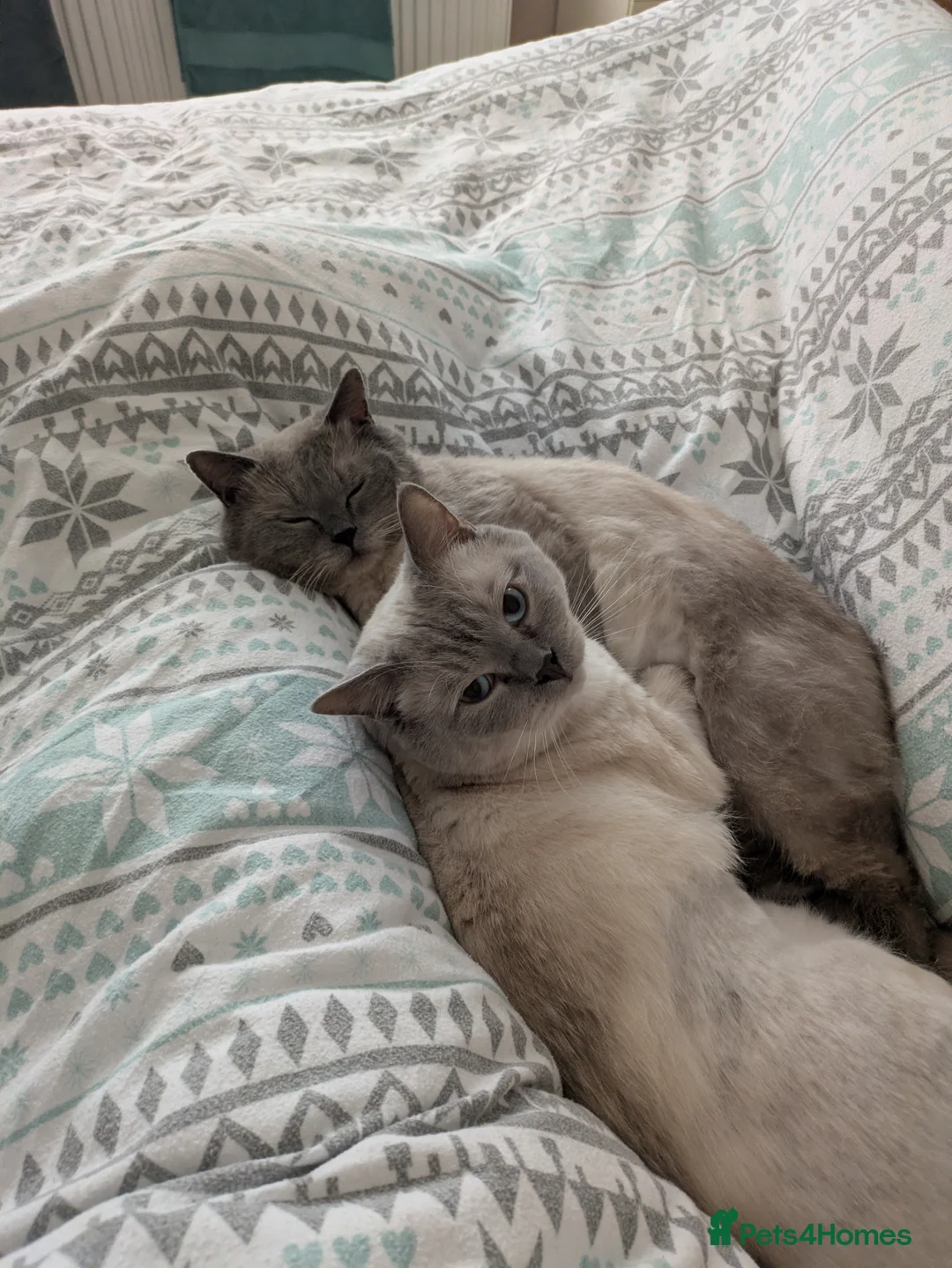 Ragdoll cats for sale: Bert & Ernie, looking for their furr-ever home in Gloucester - Advert 2