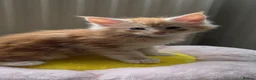 Maine Coon cats for sale: MAINE COON Kitten's redy for reservation. - Advert 25