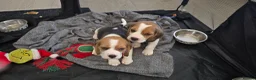 Beagle dogs for sale: 1 beautiful male beagle puppy in Leeds - Advert 8