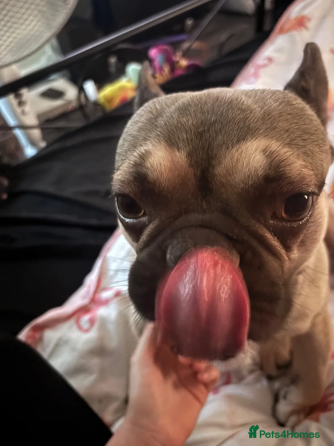 French Bulldog dogs for stud: Looking to stud out my beautiful frenchie in Northampton - Advert 8