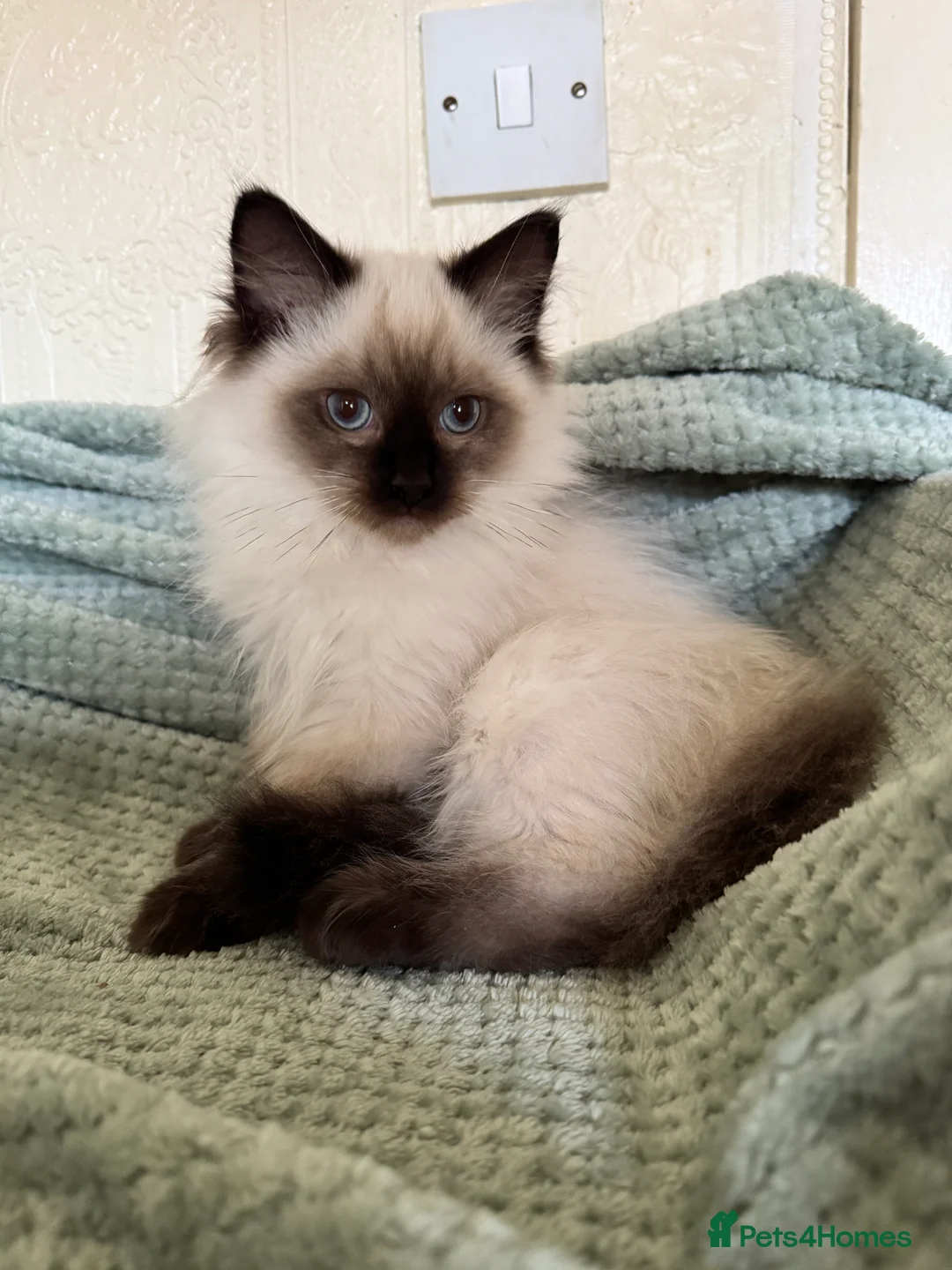 Ragdoll cats for sale: Beautiful Ragdoll kittens  - Advert 13