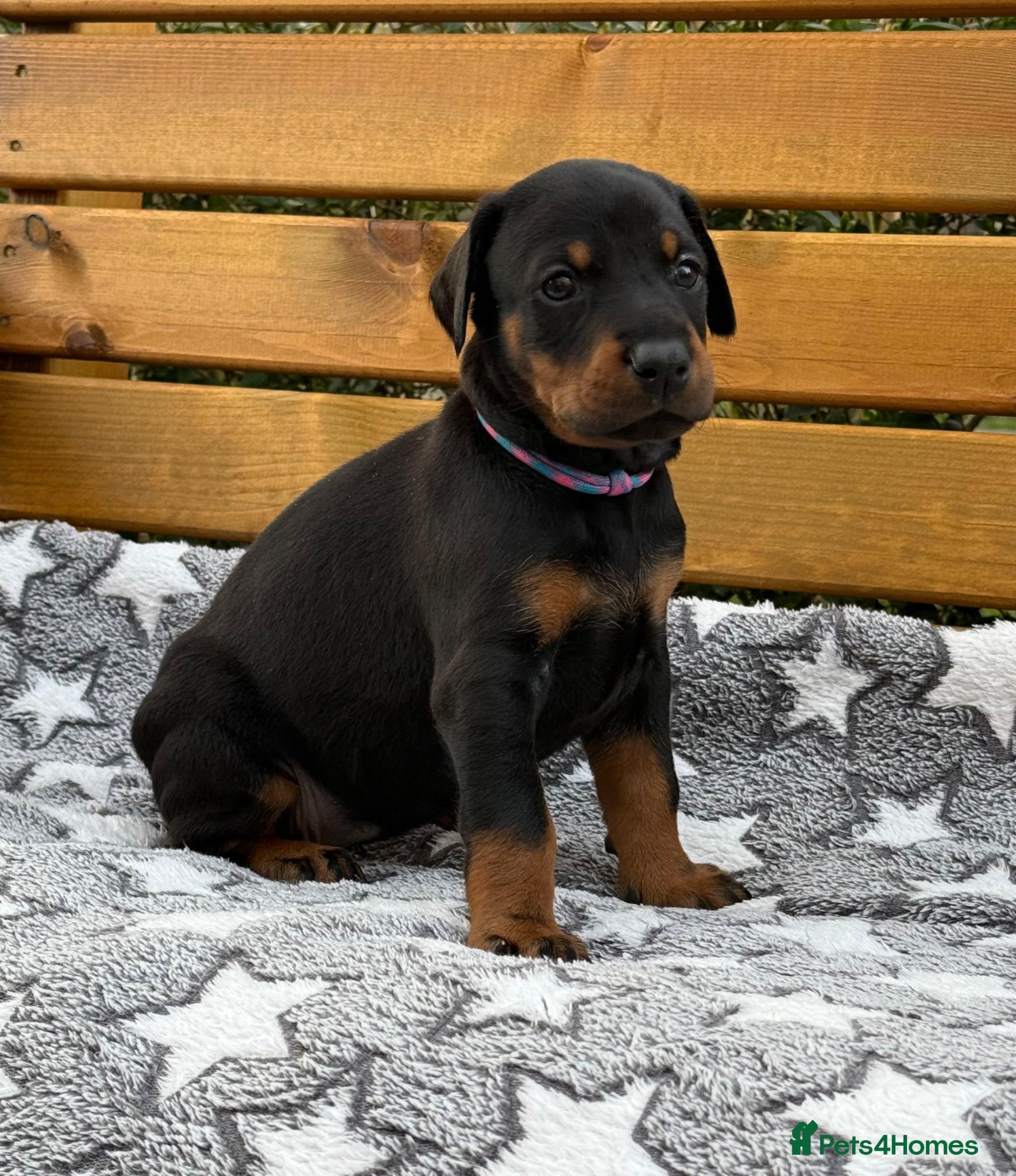 Dobermann dogs 2 Girls left. Champion lines, Health tested - Advert 6