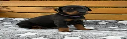 Dobermann dogs for sale: 2 Girls left. Champion lines, Health tested - Advert 2