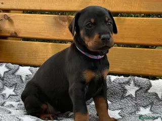 Dobermann dogs 2 Girls left. Champion lines, Health tested - Advert 6