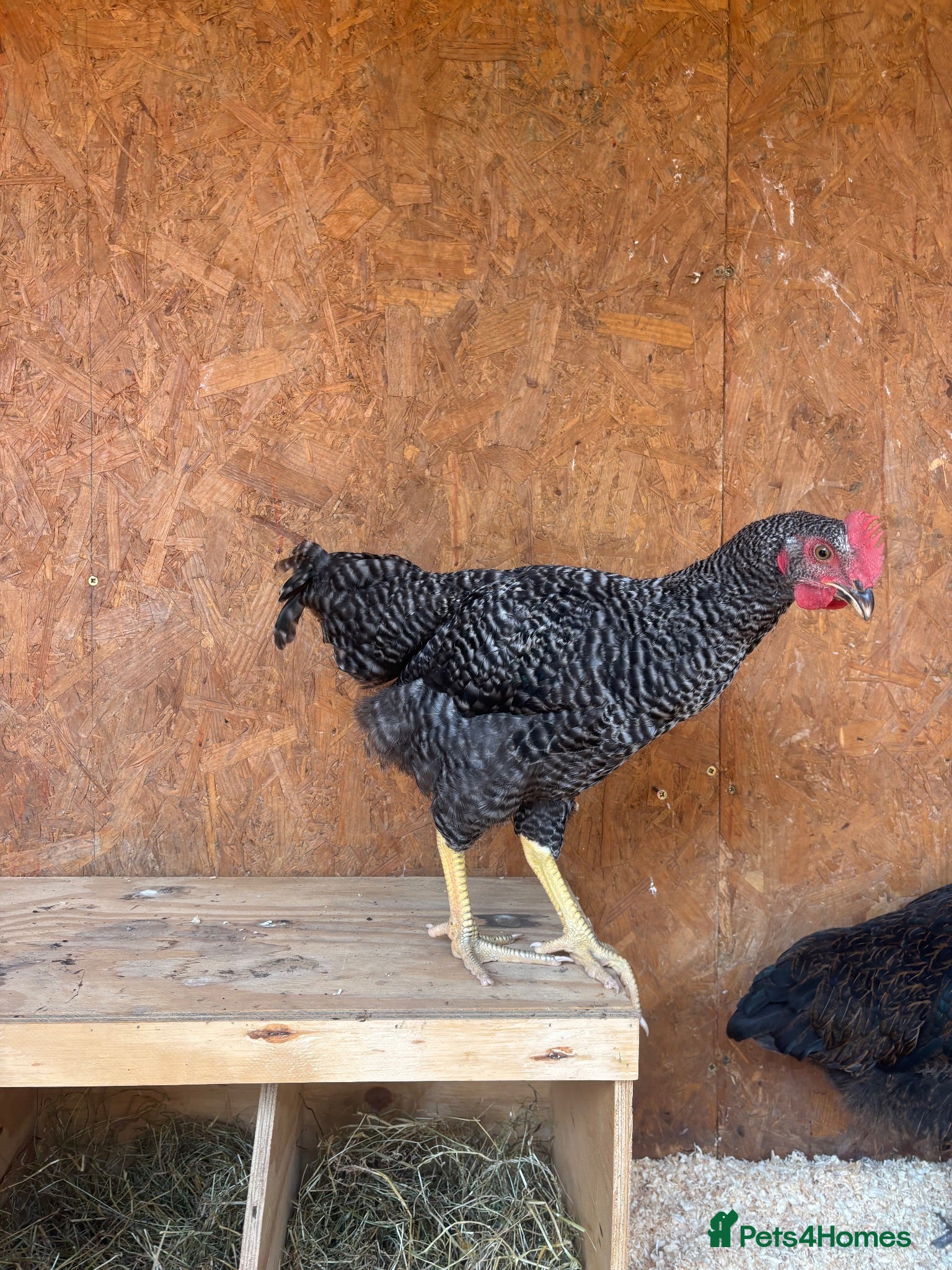 Chickens poultry Rooster ***FREE*** - Advert 1