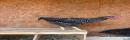 Chickens poultry for sale: Rooster ***FREE*** in Twickenham - Advert 1