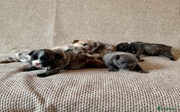 French Bulldog dogs for sale: Beautiful Blue-Eyed French Bulldog Puppies - Image 7