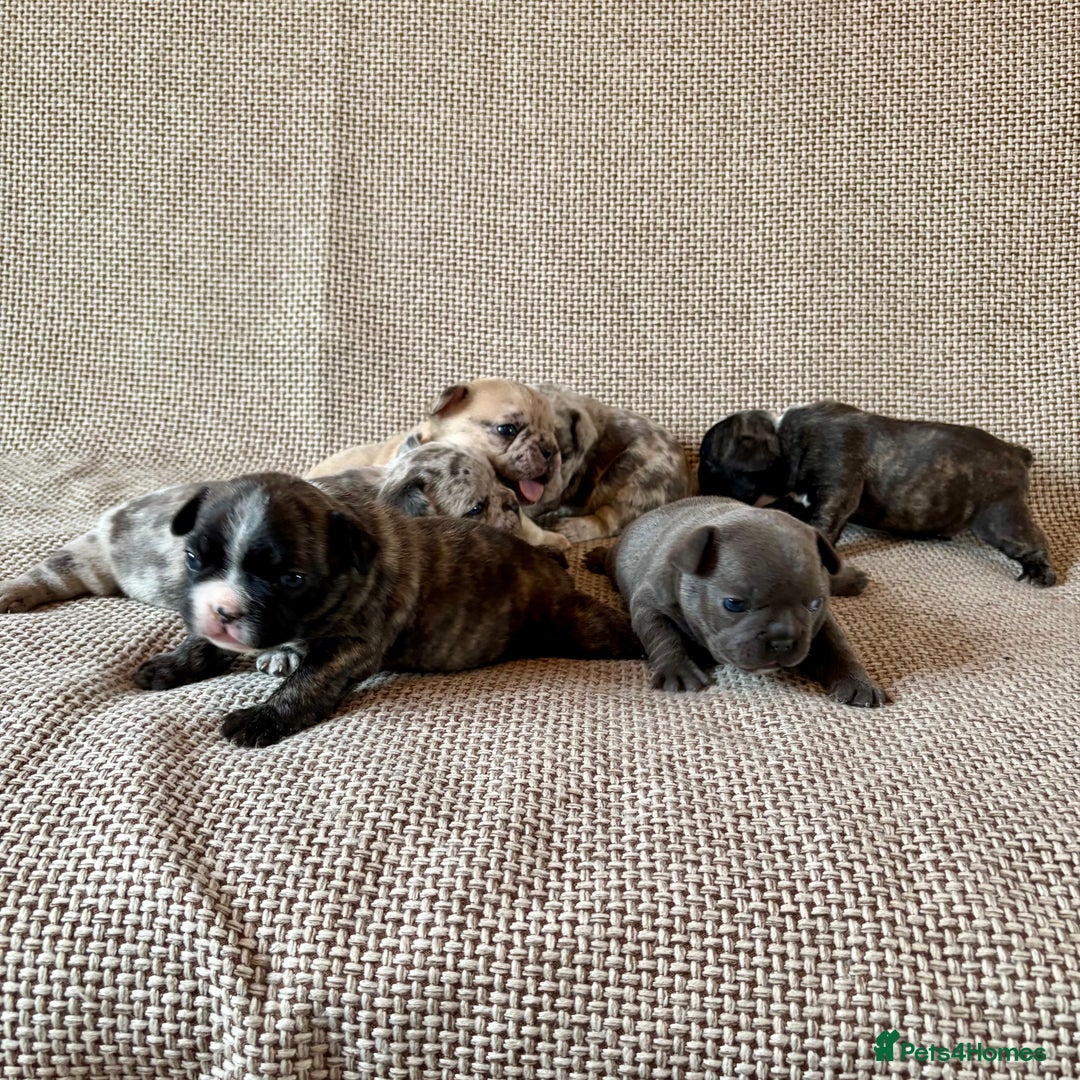 French Bulldog dogs for sale: Beautiful Blue-Eyed French Bulldog Puppies - Image 7
