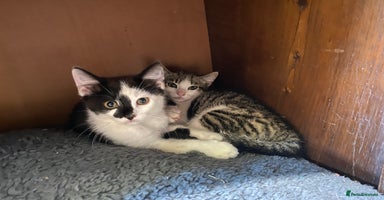 Mixed Breed cats - Advert 6