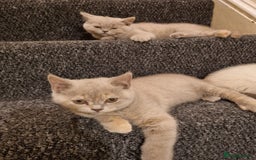 British Shorthair cats for sale: 💜GCCF Kittens Ready for Their Forever Homes!💜 - Image 21