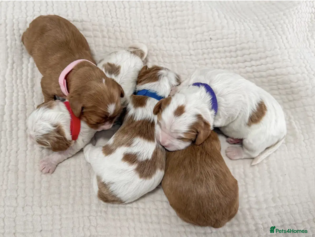 Cavapoo dogs for sale: ✨ Exceptional Toy Cavoodles – Carefully Bred - Advert 1