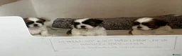 Shih Tzu dogs for sale: Shih Tzu puppies  - Advert 2