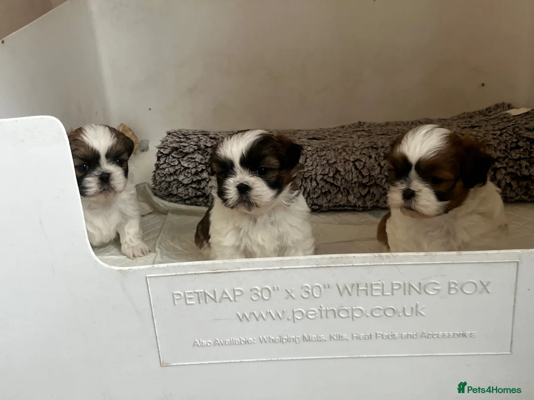 Shih Tzu dogs for sale: Shih Tzu puppies  - Advert 2
