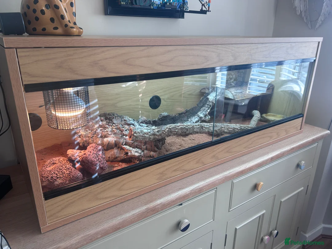 Dragon reptiles for sale: Rankin Dragon in Sutton - Advert 14