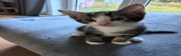 Mixed Breed cats for sale: Beautiful kittens for sale in Horsham - Advert 3
