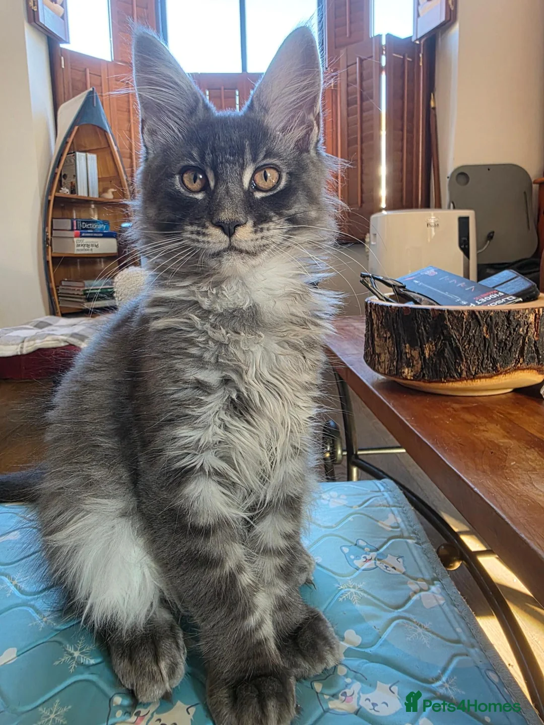 Maine Coon cats for sale: Beautiful Maine Coon kitten - Advert 1